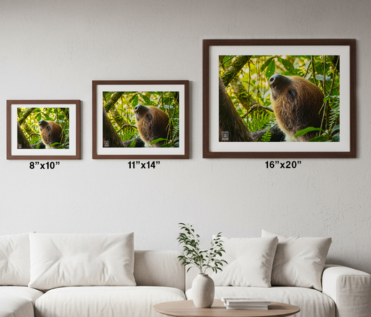 Canopy Dreams: The Sun-Kissed Sloth Print