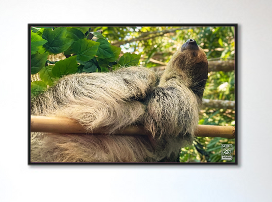 The Art of the Nap: Bamboo Slumber Print